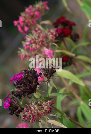 Withering rose de chine Banque D'Images