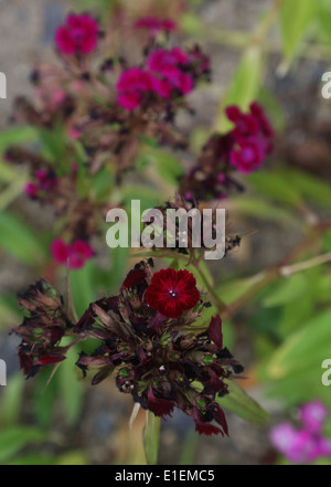 Withering rose de chine Banque D'Images