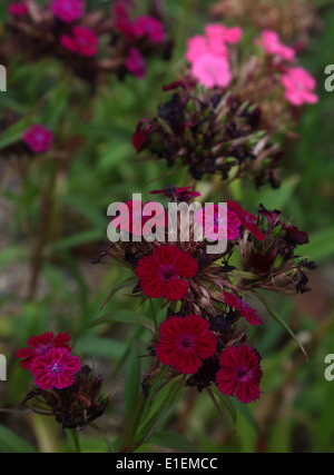 Withering rose de chine Banque D'Images