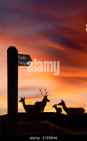 Red Deer sur Exmoor Banque D'Images