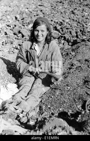 La photo de propagande nazie montre qu'une femme ukrainienne récolte des graines de tournesol dans les territoires occupés allemands dans les années 1940, le lieu et la date sont inconnus. L'objectif principal de l'administration économique allemande dans les territoires de l'est occupés était de produire du carburant et de la nourriture pour fournir les troupes dans les zones occupées et de nourrir le public allemand avec l'approbation finale de la famine massive des populations locales, connue sous le nom de plan de la faim. Fotoarchiv für Zeitgeschichtee - PAS DE SERVICE DE FIL Banque D'Images