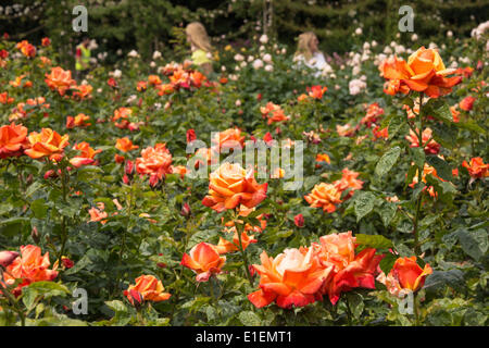 Regent's Park, London, UK. 2 juin 2014. Les visiteurs de Regent's park sont traités à un affichage coloré dans la roseraie de la reine Mary. Le jardin de roses est le plus grande collection de roses avec environ 12 000 roses plantés dans les jardins. Credit : Patricia Phillips/Alamy Live News Banque D'Images