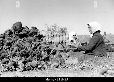 La photo de propagande nazie montre que les femmes ukrainiennes récoltent des graines de tournesol dans les territoires occupés allemands dans les années 1940, où et date sont inconnus. L'objectif principal de l'administration économique allemande dans les territoires de l'est occupés était de produire du carburant et de la nourriture pour fournir les troupes dans les zones occupées et de nourrir le public allemand avec l'approbation finale de la famine massive des populations locales, connue sous le nom de plan de la faim. Fotoarchiv für Zeitgeschichtee - PAS DE SERVICE DE FIL Banque D'Images