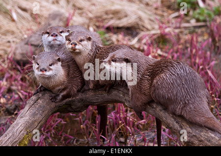 Groupe de Loutres Cendrées Asiatiques (aonyx cinerea) Banque D'Images