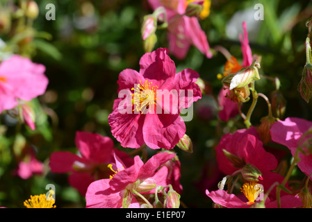 Rose de macro, ou rock rose helianthemum flower Banque D'Images