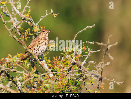 Grive musicienne Turdus philomelos perché dans la lumière du soleil du matin Banque D'Images