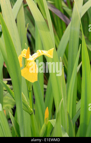 Royaume-uni, Pays de Galles, Cardiff, Bay, les zones humides, fleur, Banque D'Images