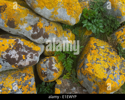 Lichen orange sur les murs de pierre de maisons abandonnées, Mingulay, Ecosse Banque D'Images