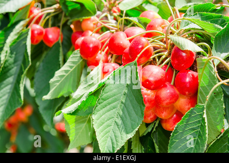 Beaucoup de belles baies cerises rainier bottes luisantes dans leafage sur la branche d'arbre en verger jardin ensoleillé Banque D'Images