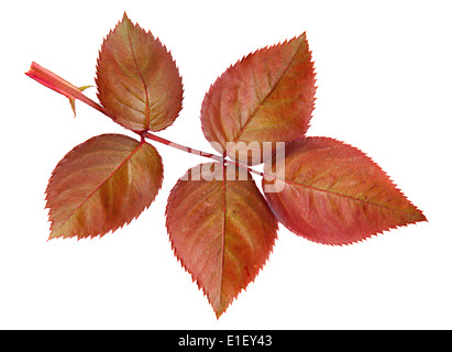 Rose marron feuilles isolées sur fond blanc Banque D'Images