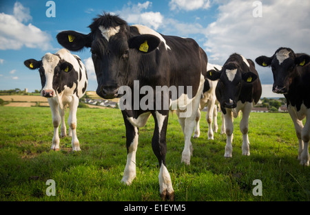 Les vaches curieuses en champ dans la campagne anglaise Banque D'Images