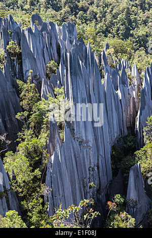 Des pinacles, paysage karstique, le parc national du Gunung Mulu, Sarawak, Malaisie Banque D'Images