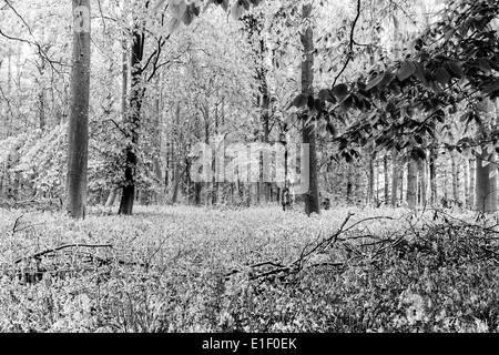 Bluebell wood en noir et blanc Banque D'Images