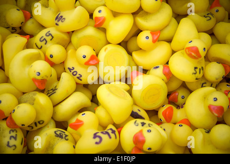 Canards en caoutchouc en attente de prendre part à une course de canards de bienfaisance, UK Banque D'Images