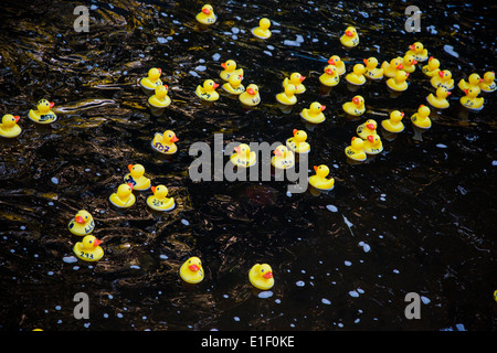 La course de canards en caoutchouc d'un organisme de bienfaisance Banque D'Images