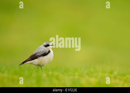 Traquet motteux (Oenanthe oenanthe) mâle. North Uist, îles Hébrides, Ecosse, Royaume-Uni Banque D'Images