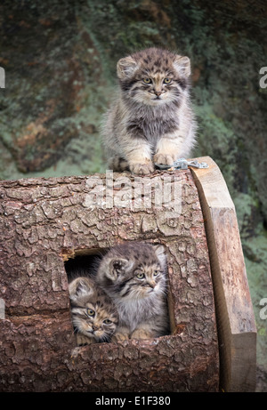 Trois chatons chat de Pallas mignon sur un tronc d'arbre Banque D'Images