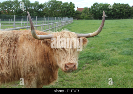 Head shot of a female Highland vache. Banque D'Images