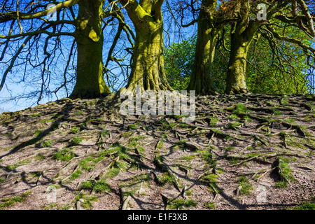Exposés des racines des arbres causée par l'érosion des sols. Banque D'Images