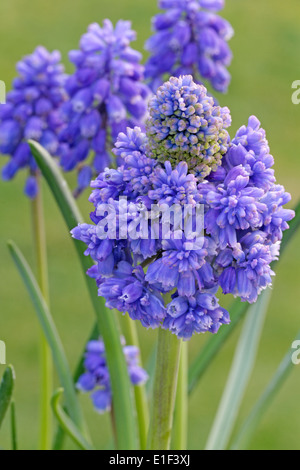 Muscari armeniacum 'Blue Spike' (nom commun clog) Banque D'Images