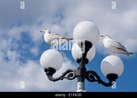 Deux mouettes perchées sur un lampadaire Banque D'Images