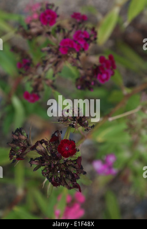 Withering rose de chine Banque D'Images
