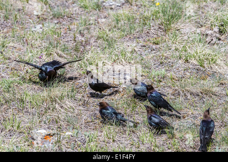 (Quiscale de Brewer Euphagus cyanocephalus) troupeau assis sur l'alimentation au sol. Parc national des Lacs-Waterton, Alberta, Canada Banque D'Images