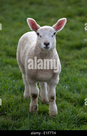 Agneau debout dans le champ de l'herbe verte Banque D'Images