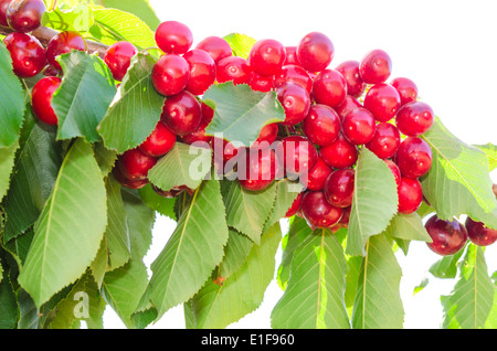 Grappes de cerises douces mûres fruits juteux on tree branch isolated on white Banque D'Images