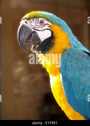 Portrait d'un côté jaune et cyan perroquet avec plumes à l'extérieur sous le soleil Banque D'Images