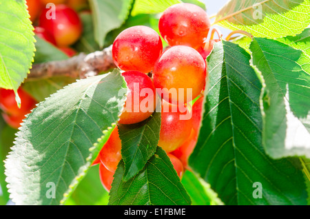 Doux juteux mûr rainier cherry white berry fruits du soleil sur branche d'arbre avec des feuilles en verger Banque D'Images