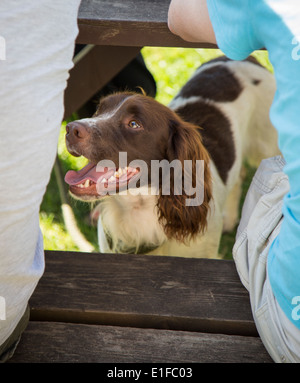 Un Épagneul Springer sous une table de jardin pub Banque D'Images