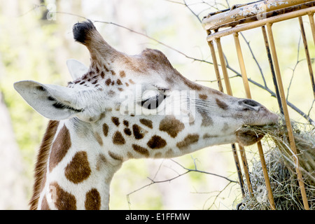Giraffa camelopardalis rothschildi Banque D'Images