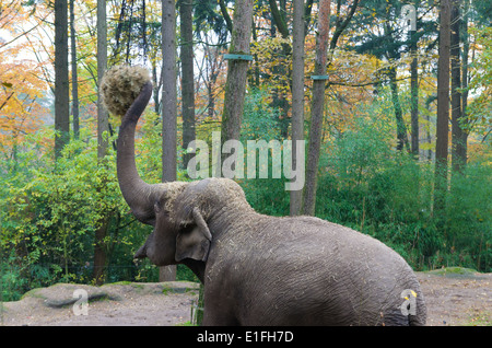 Un éléphant du zoo de manger le foin Banque D'Images