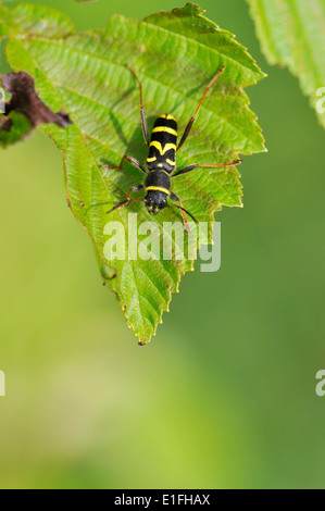 Wasp beetle (Clytus arietis), une guêpe imiter, commune de mai à juillet. Banque D'Images