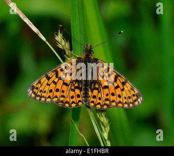 Petite perle-border Fritillary Butterfly - Boloria selene sur l'herbe Banque D'Images