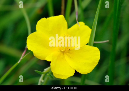 Rock commun-rose - Helianthemum nummularium seule fleur closeup Banque D'Images