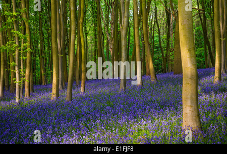 Bois bluebell antiques dans l'Oxfordshire Banque D'Images