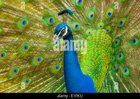 Peacock afficher ses plumes fines Banque D'Images