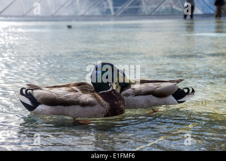 Paris, France. Canards dans la piscine près de la célèbre pyramide de verre du Louvre. Banque D'Images