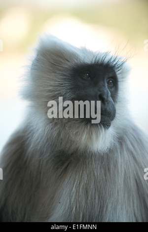 Cette Langur monkey a été photographié dans la ville du nord de l'Inde appelé Rishikesh. Banque D'Images