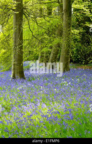 Perrow Thorp Arboretum près de Bedale dans le Yorkshire Dales Banque D'Images