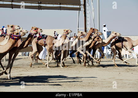 Les courses de chameaux à Al Shahaniya race track, 20km à l'extérieur de Doha, au Qatar, au Moyen-Orient Banque D'Images