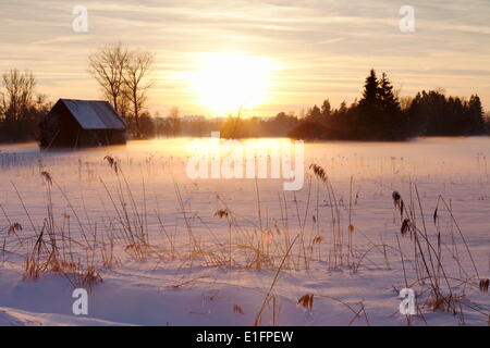 Réserve Naturelle Federsee au coucher du soleil en hiver, Bad Schussenried, en Haute Souabe, Bade Wurtemberg, Allemagne, Europe Banque D'Images