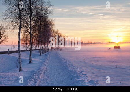 Réserve Naturelle Federsee au coucher du soleil en hiver, Bad Schussenried, en Haute Souabe, Bade Wurtemberg, Allemagne, Europe Banque D'Images