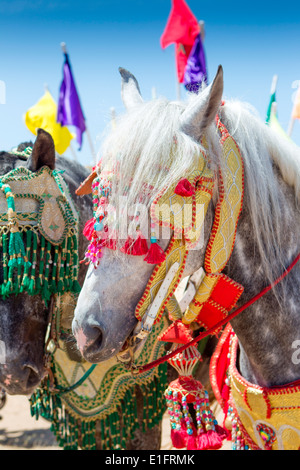 Détail de l'arabe à la décoration traditionnelle de chevaux Barb fantasia près de Rabat au Maroc.