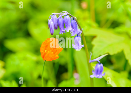 Bluebell Hyacinthoides non-scripta et Welsh poppy Meconopsis cambrica en bois près de Abbeystead Lancashire Banque D'Images