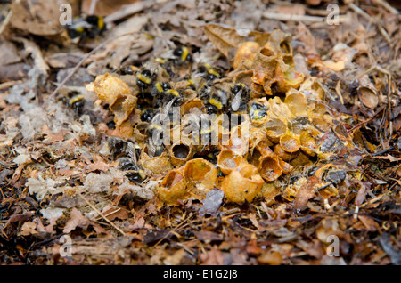 Buff-tailed les bourdons (Bombus terrestris) nichant dans un composteur Banque D'Images
