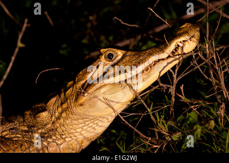 Caïman à lunettes à la nuit, au Refugio de Vida Silvestre La Ciénaga las Macanas, Herrera province, République du Panama. Banque D'Images