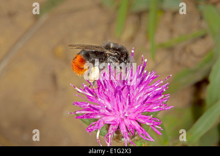 Red-tailed Bumblebee - Bombus lapidarius Banque D'Images